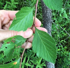 Crataegus calpodendron