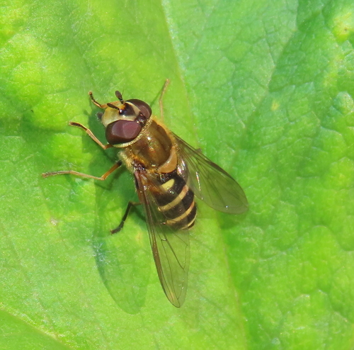 Hairy-eyed Flower Fly
