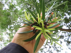 Podocarpus macrophyllus
