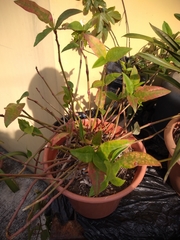 Euphorbia lancifolia