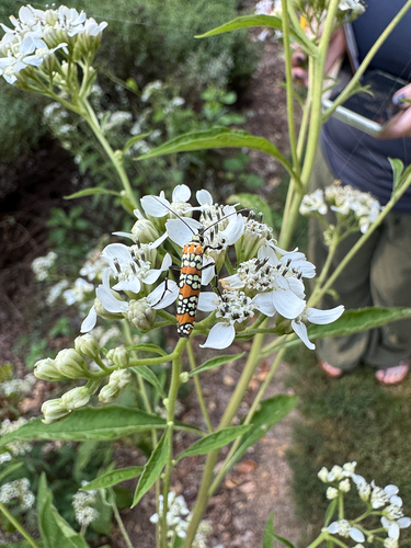 Ailanthus Webworm Moth