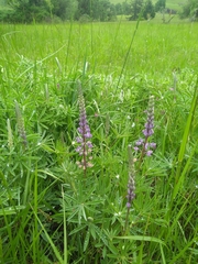 Lupinus oreganus