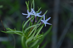 Amsonia
