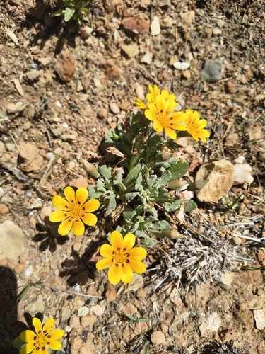 Gazania lichtensteinii