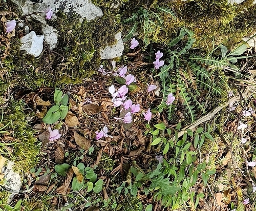 Ivy-leaved cyclamen