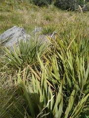 Aciphylla