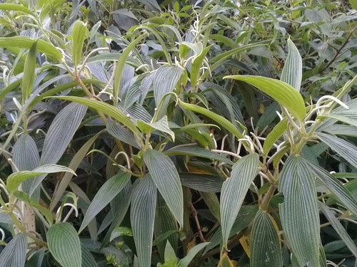 Piper lanceifolium