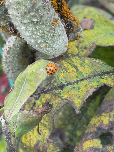 Asian Lady Beetle