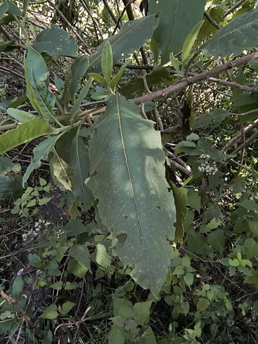 Trixis praestans, photograph 4