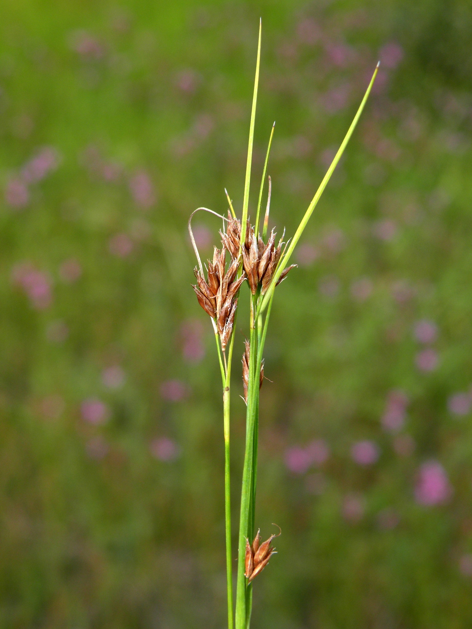 Rhynchospora fusca