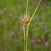Rhynchospora fusca - Photo (c) Doug McGrady，保留部份權利CC BY