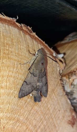 Eurasian Hummingbird Hawkmoth