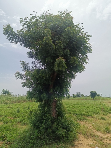 Neem