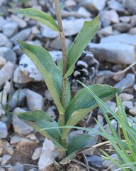 Epipactis atrorubens, photograph (c) Antoine Thivolle, some rights reserved (CC BY)