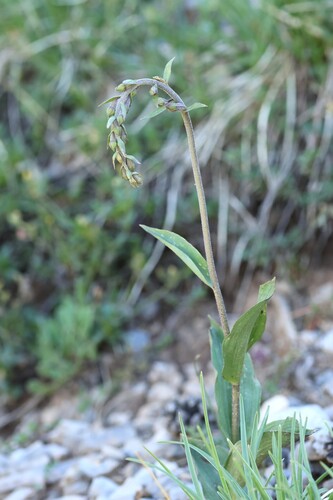Epipactis atrorubens, photograph 3