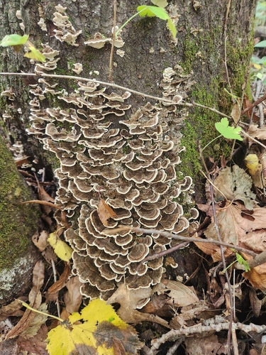 turkey-tail