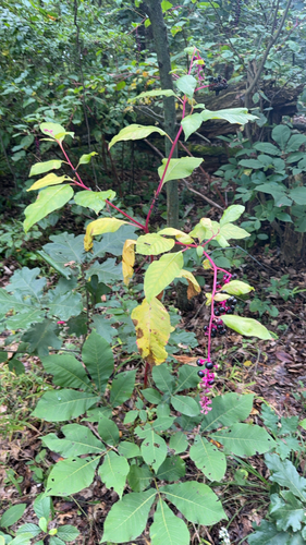 American pokeweed