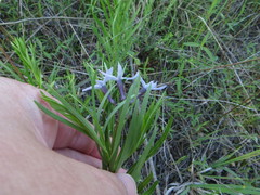 Amsonia