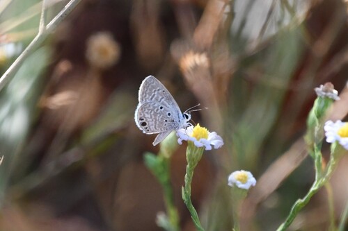 Ceraunus Blue