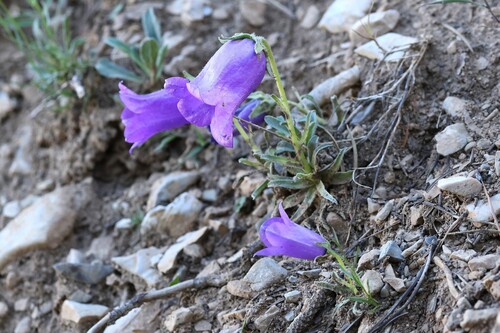 Campanula alpestris, photograph 1