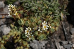 Saxifraga paniculata, photograph (c) Antoine Thivolle, some rights reserved (CC BY)