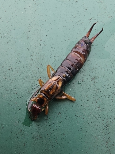 European Earwig