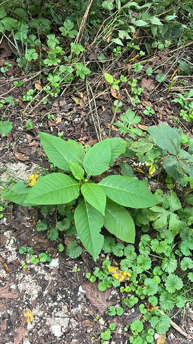 American pokeweed
