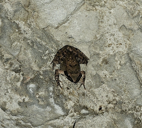 Italian Stream Frog