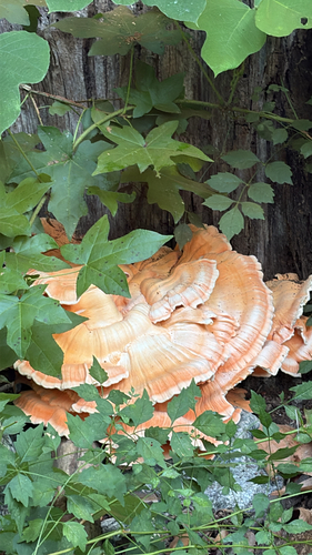 White-pored Chicken of the Woods