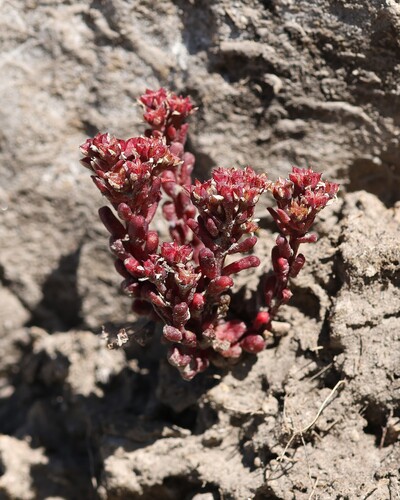 Sedum atratum, photograph 2