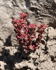 (c) Antoine Thivolle, some rights reserved (CC BY) Sedum atratum, photograph (c) Antoine Thivolle, some rights reserved (CC BY)