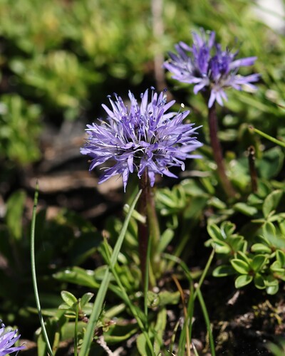 Globularia cordifolia