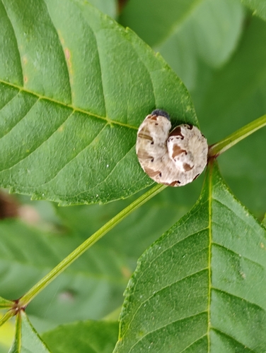 Noble Wasp-sawfly
