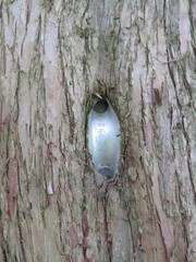 Podocarpus macrophyllus