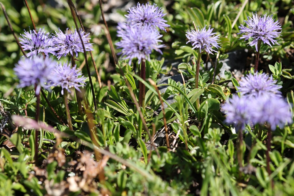 Globularia cordifolia; photograph (c) Antoine Thivolle, some rights reserved (CC BY)