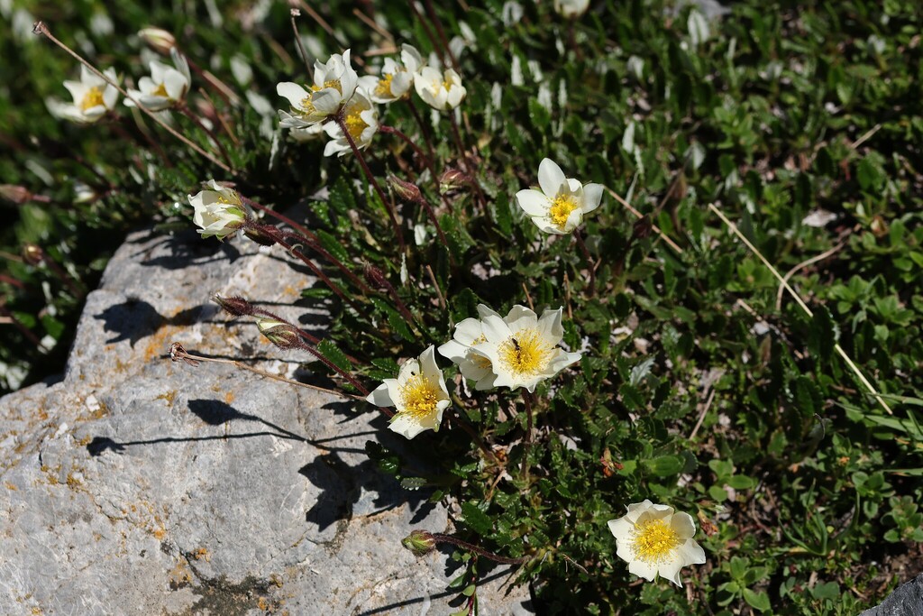 Dryas octopetala; photograph (c) Antoine Thivolle, some rights reserved (CC BY)