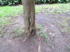 Podocarpus macrophyllus