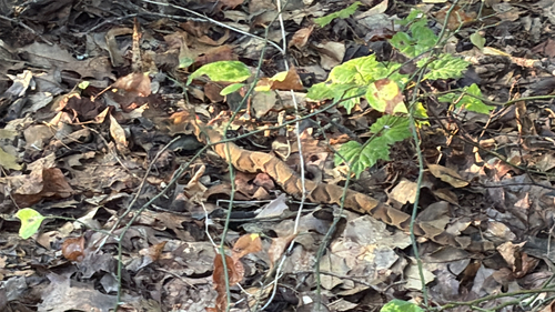 Eastern Copperhead