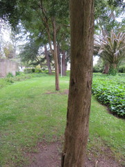 Podocarpus macrophyllus