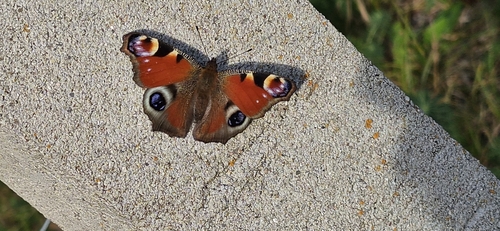 European Peacock Butterfly