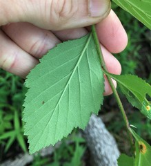 Crataegus calpodendron