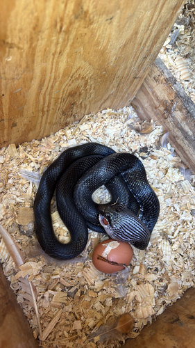 Central Ratsnake