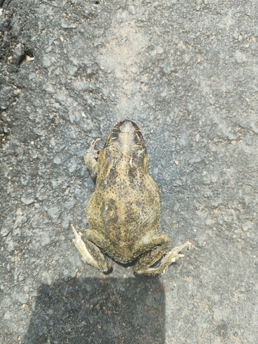 Egyptian Toad