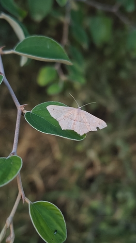 Traminda mundissima