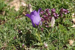 Campanula alpestris