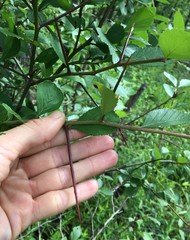 Crataegus calpodendron