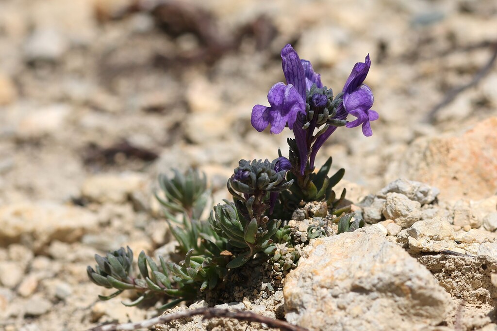 Linaria alpina; photograph (c) Antoine Thivolle, some rights reserved (CC BY)