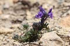 Linaria alpina