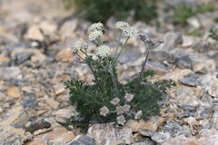 Athamanta cretensis