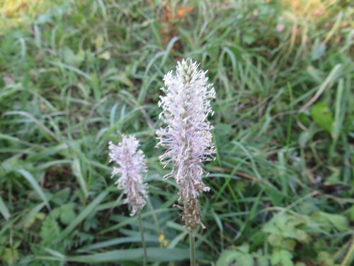 Plantago media, photograph 6